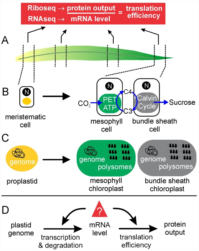Plastid transcriptome and translatome profiles during chloroplast development in the maize seedling leaf reveal developmental patterns of plastid gene expression and the relative contributions of mRNA level and translational control in establishing them [<em class=&quot;ref&quot;>8</em>].