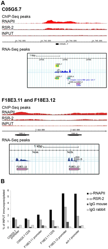 RSR-2 binds to intronless genes.
