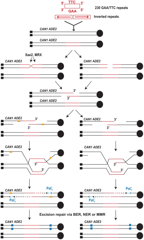 Model for mutagenesis induced by <i>Alu</i>-IRs and GAA/TTC repeats.