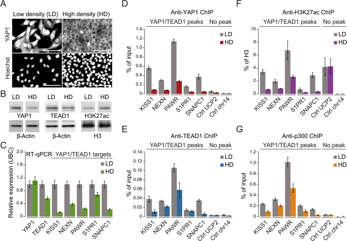 YAP1 mediates active enhancer chromatin and expression of target genes.