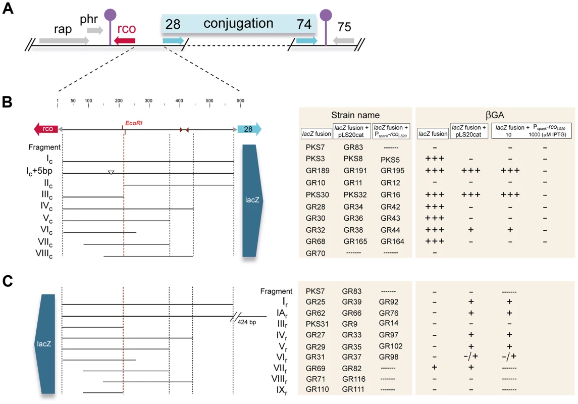Genetic map of the pLS20cat conjugation region and summary of the transcriptional <i>lacZ</i> fusions used in this study.