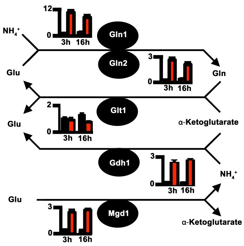 Proposed pathway of nitrogen assimilation and glutaminolysis in <i>M</i>. <i>oryzae</i> based on sequence homology.