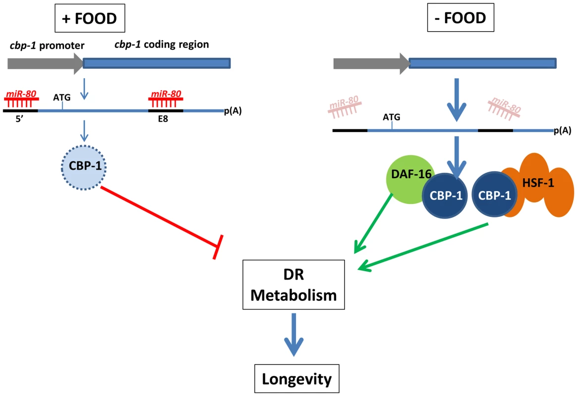 A model for miR-80 regulation of DR metabolism.