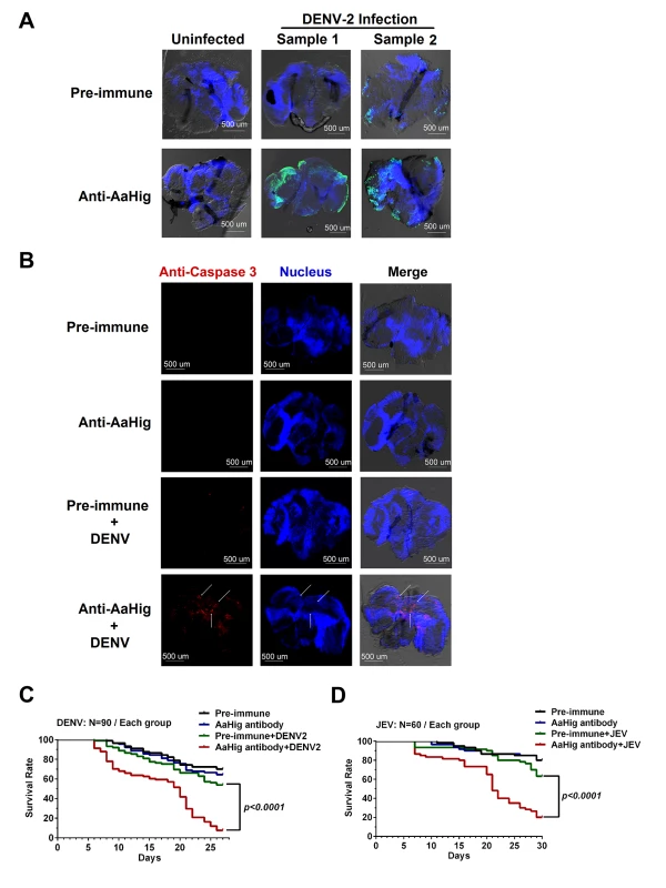 Blockade of AaHig resulted in apoptosis of neural cells and reduction of mosquito lifespan in DENV and JEV infections.