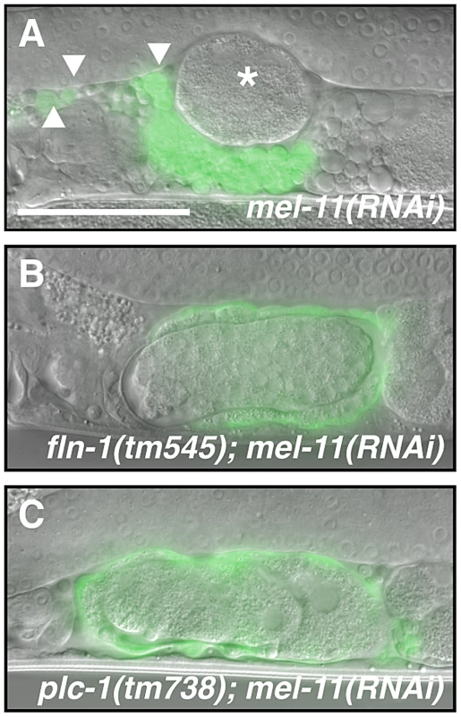 MEL-11 modulates spermathecal contractility.
