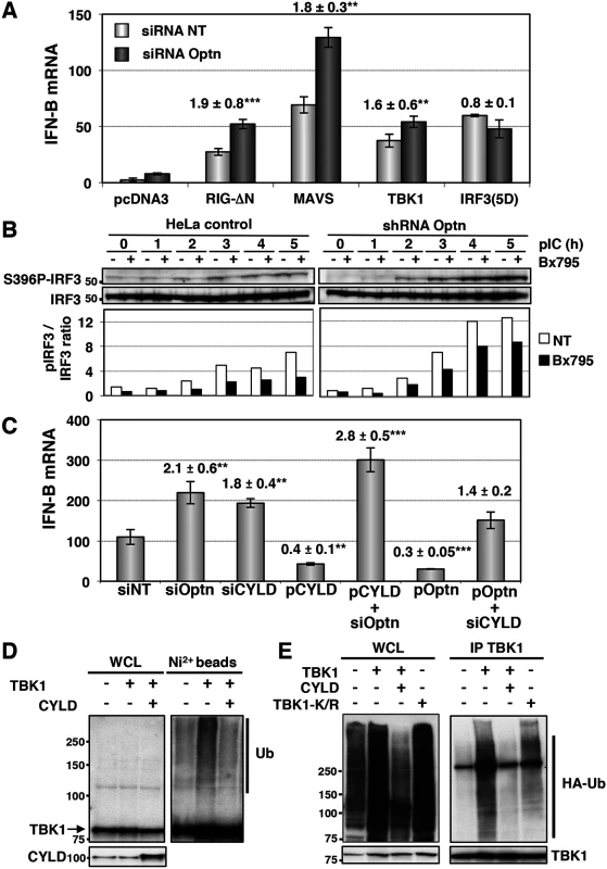 Optn inhibitory effect requires CYLD and targets TBK1 ubiquitination.