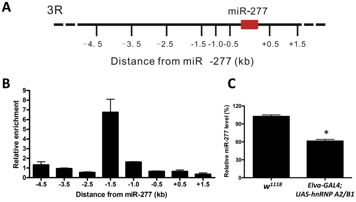 Expression of miR-277 is regulated by hnRNPA2/B1.