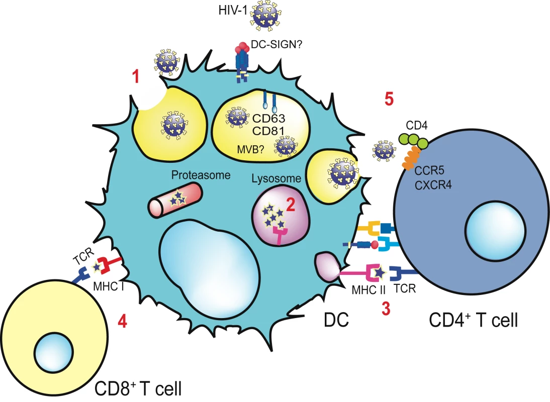 Antigen presentation and <i>trans</i>-infection of a CD4<sup>+</sup> T cell mediated by a DC.