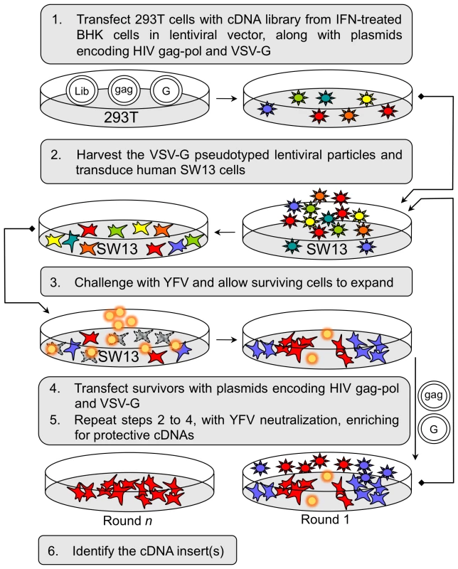 Selection and identification of host factors conferring protection against YFV-induced cell death.