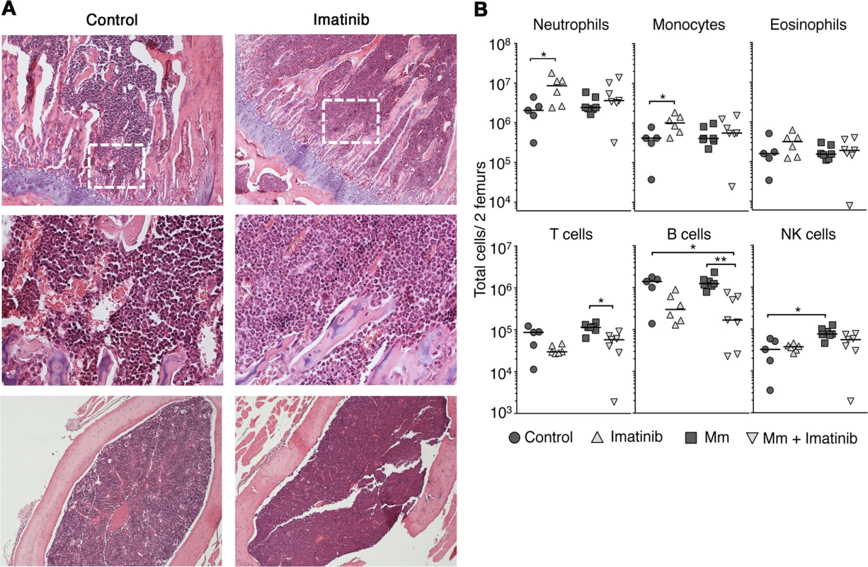 Effects of imatinib on neutrophils and monoctyes in bone marrow.