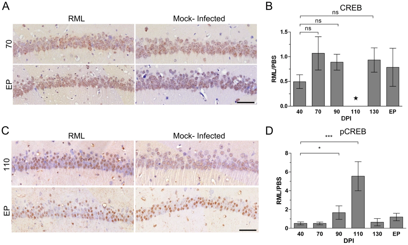 Immunohistochemical detection of CREB in CA1 hippocampal neurons reveals an up-regulation of the phosphorylated form of the protein during early prion disease.