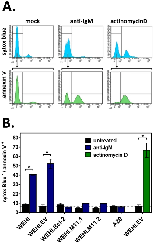 The MHV68 vBcl-2 protects immature B cells against BCR-mediated apoptosis.