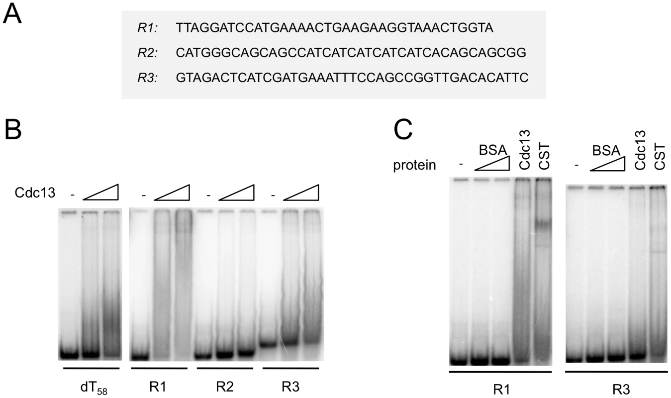 Cdc13 and CST form unstable complexes with non-telomeric DNA.