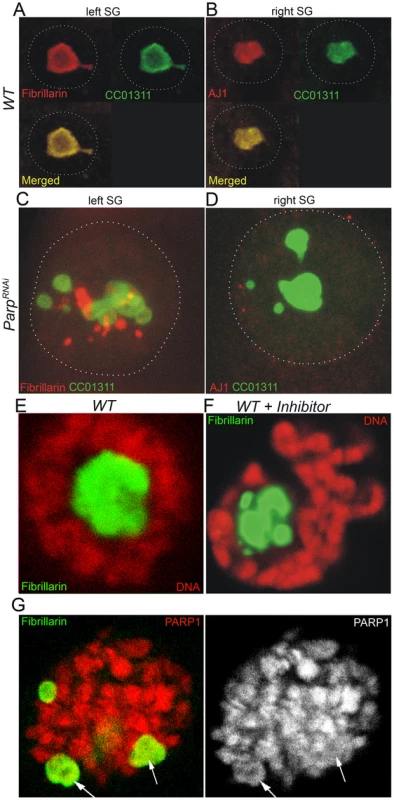 Compromising PARP1 enzymatic activity disrupts co-localization of nucleolar proteins.