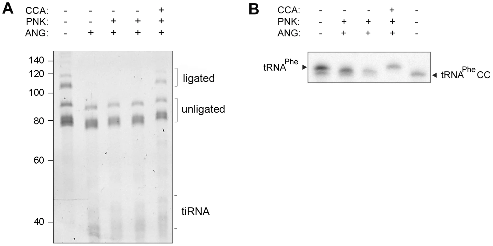 Human CCA-adding enzyme is able to repair damaged CCA ends of tRNAs.