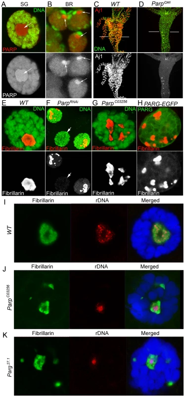 PARP1 controls nucleolar structural integrity.