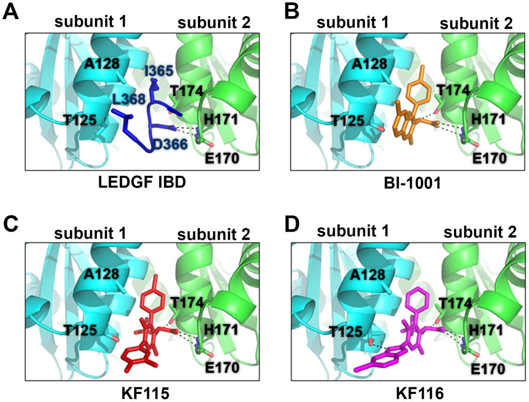Crystal structures of LEDGF/IBD (A), BI-1001 (B), KF115 (C), and KF116 (D) bound to HIV-1 IN CCD.
