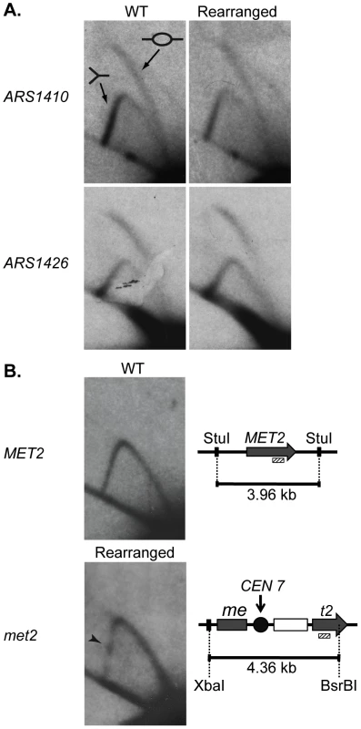 2D gel analysis of ARS1410, ARS1426, and MET2 and met2.