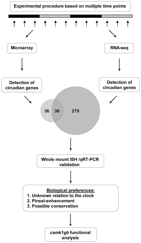 A step-by-step flow-chart of the systematic identification of pineal gland circadian genes.