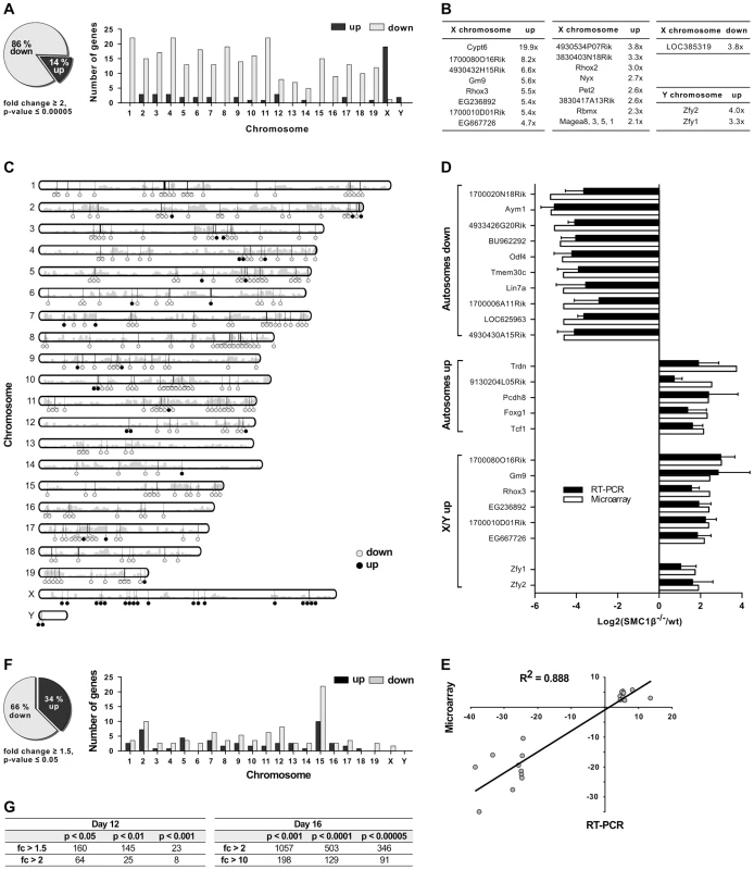 Gene expression analysis of testes of juvenile <i>Smc1β<sup>−/−</sup></i> mice.