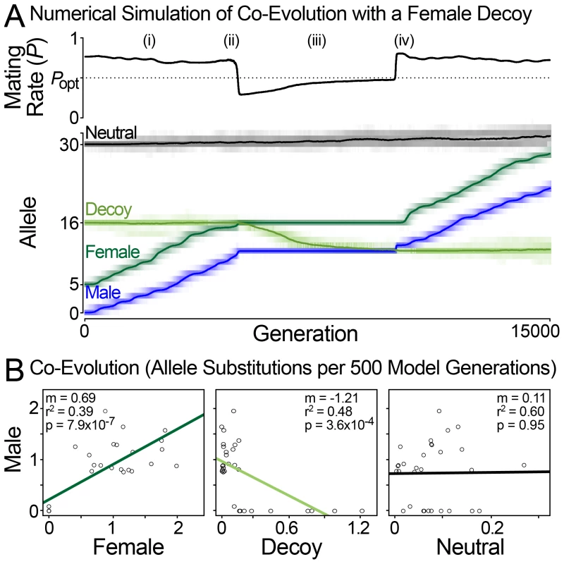 Population simulation of sexual conflict with a female decoy.