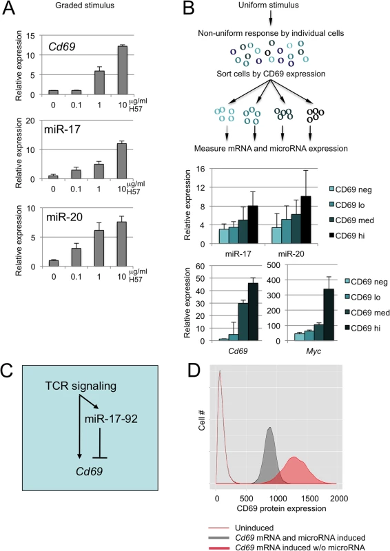 miR-17 and miR-20 form an incoherent positive feedback loop with the target mRNA <i>Cd69</i>.