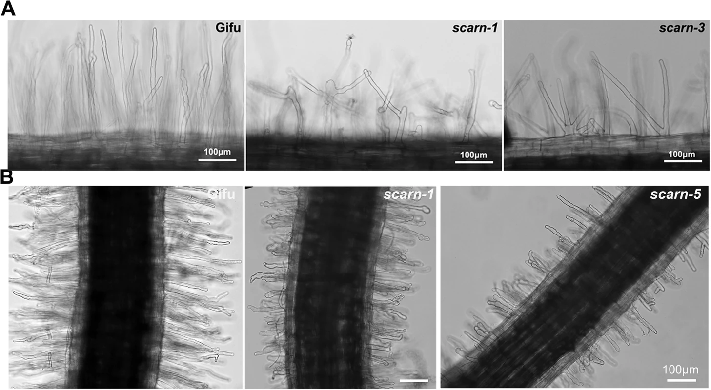 Root hair and <i>M</i>. <i>loti</i>-induced root hair deformation in <i>L</i>. <i>japonicus</i> wildtype (Gifu) and <i>scarn</i> mutants (<i>scarn-1</i> and <i>scarn-5</i>).