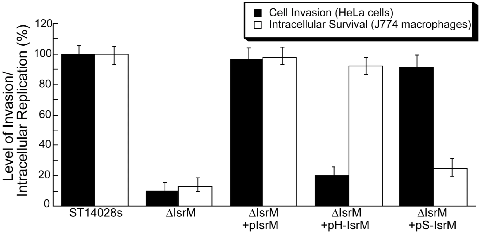 Epithelial cell invasion and intracellular replication in macrophages.