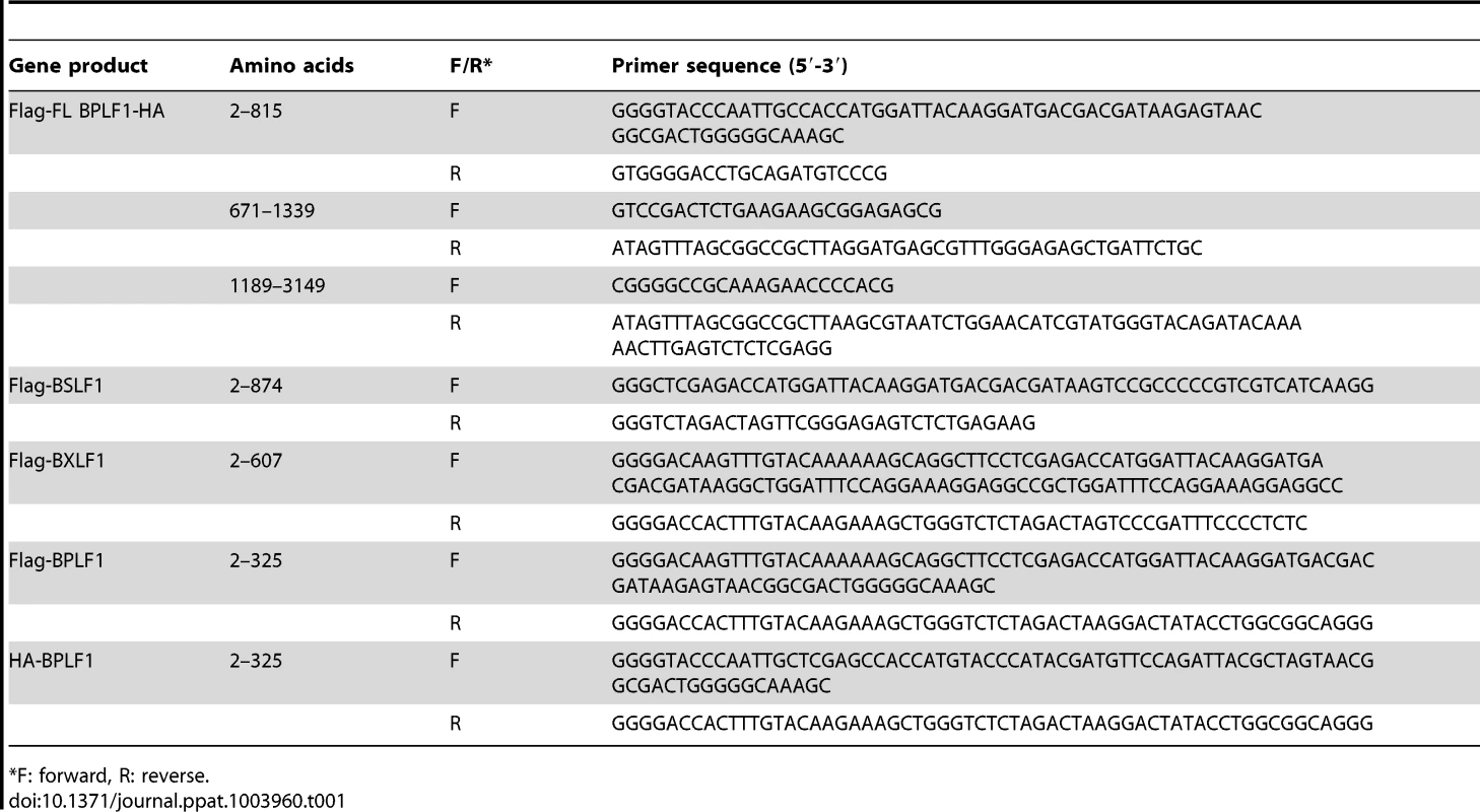 Primer sequences for cloning EBV putative DUBs.