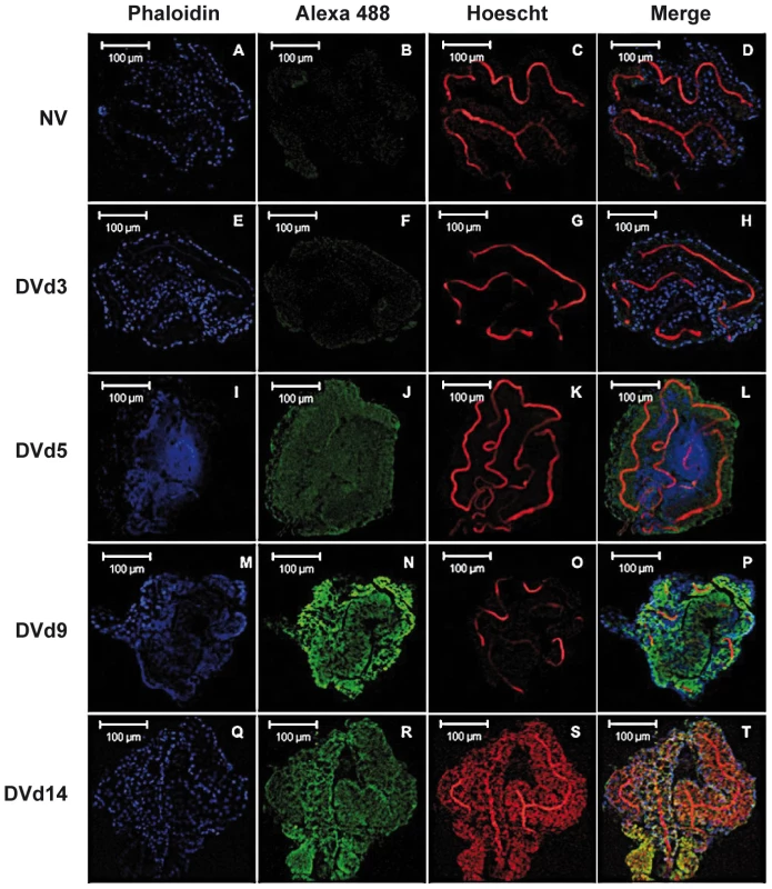 Immunofluorescence staining of DENV-2 envelope in infected <i>Ae. aegypti</i> salivary glands.