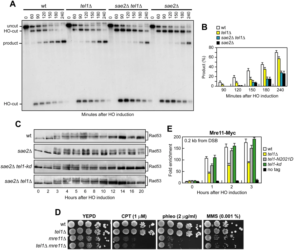 The lack of Tel1 does not restore DNA damage resistance and SSA in <i>sae2</i>Δ cells.