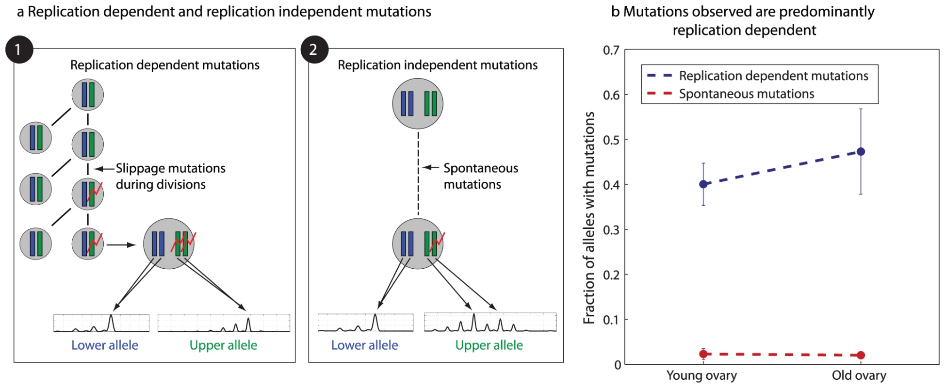 Microsatellite mutations are replication dependent.