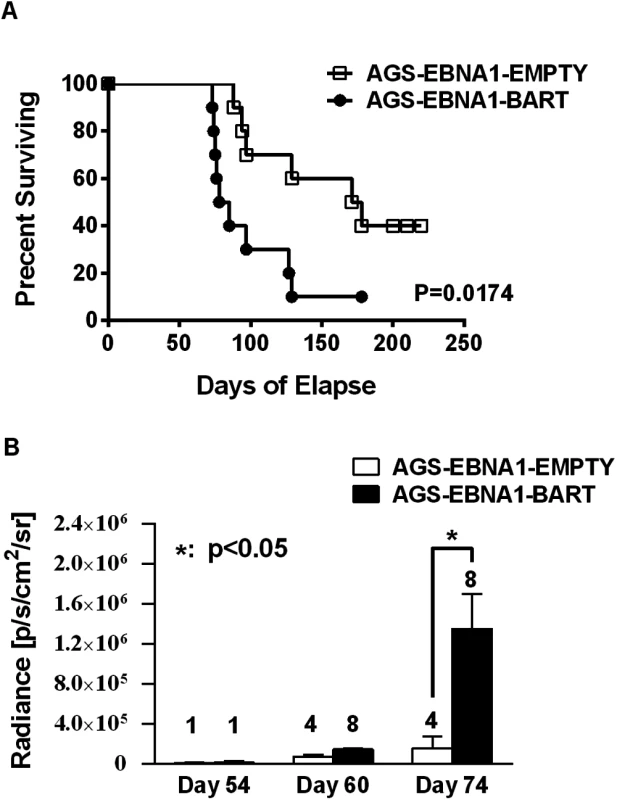 The BART miRNAs potentiate tumor growth <i>in vivo</i>.
