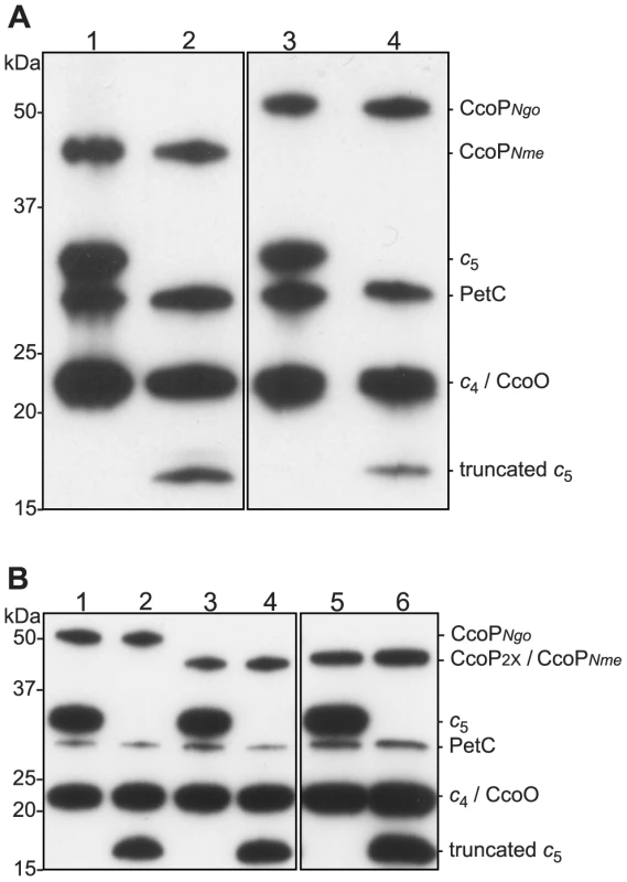Heme-stained protein blots showing altered expression of <i>c</i><sub>5</sub> and CcoP in defined backgrounds.