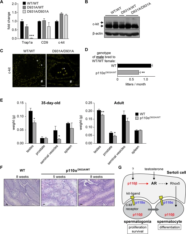 p110α couples to c-kit in testes and regulates male fertility.