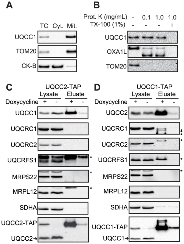UQCC2 interacts with mitochondrial protein UQCC1.