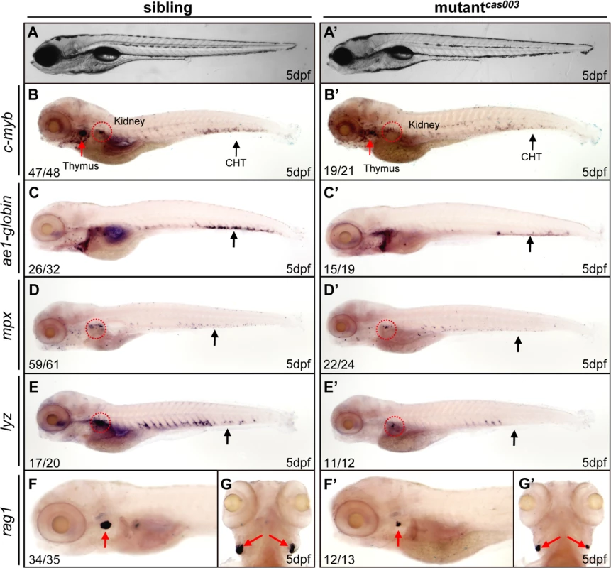 The definitive hematopoiesis is defective in zebrafish mutant<sup><i>cas003</i></sup> embryos.