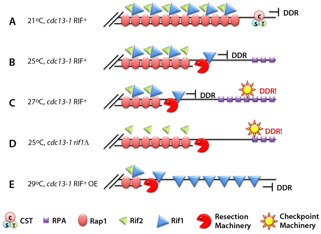 Rif1 works as an anti-checkpoint protein.