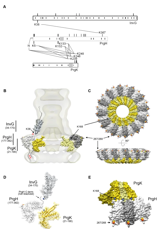 Domain interactions and relative orientations of needle complex components.
