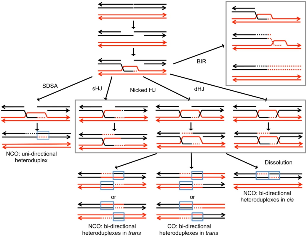 Pathways of homologous recombination.