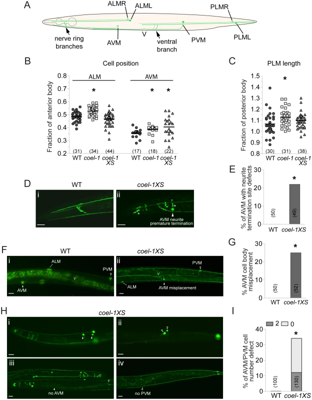 Touch receptor neuron (TRN) morphology, position and number defects in the <i>coel-1</i> overexpression and deletion strains.