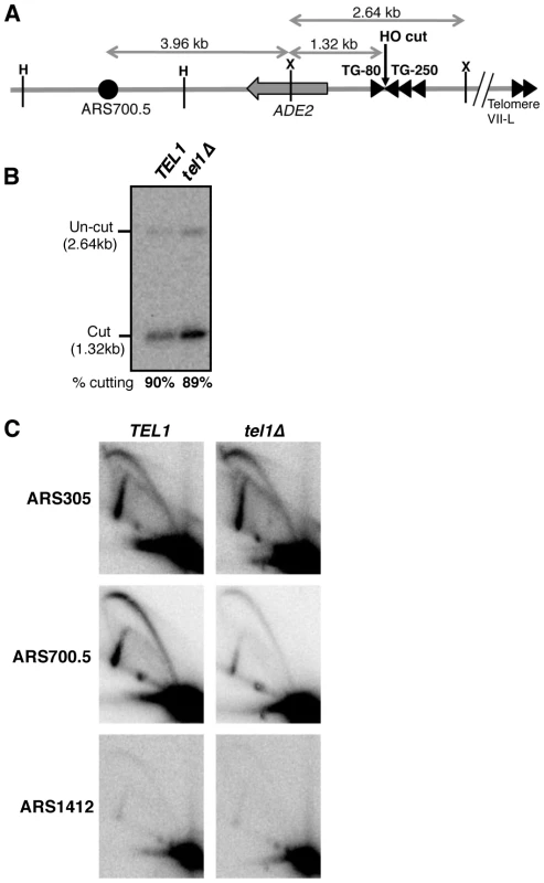 Tel1 stimulates activation of an origin neighboring an induced short telomere upon release into hydroxyurea.