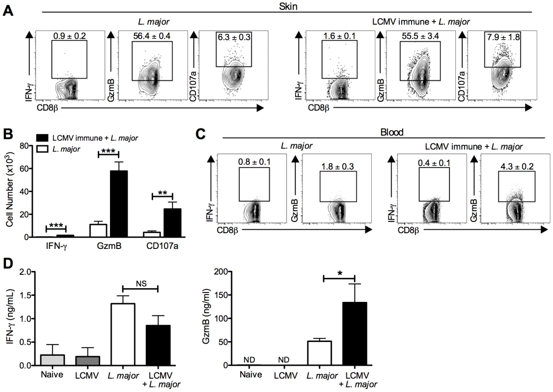 CD8 T cells infiltrating the leishmanial lesions express gzmB but low levels of IFN-γ.