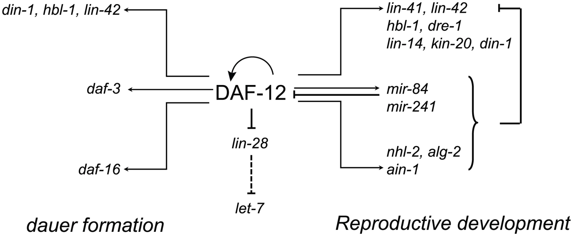 Multi-level control of genes involved in developmental decisions by DAF-12.