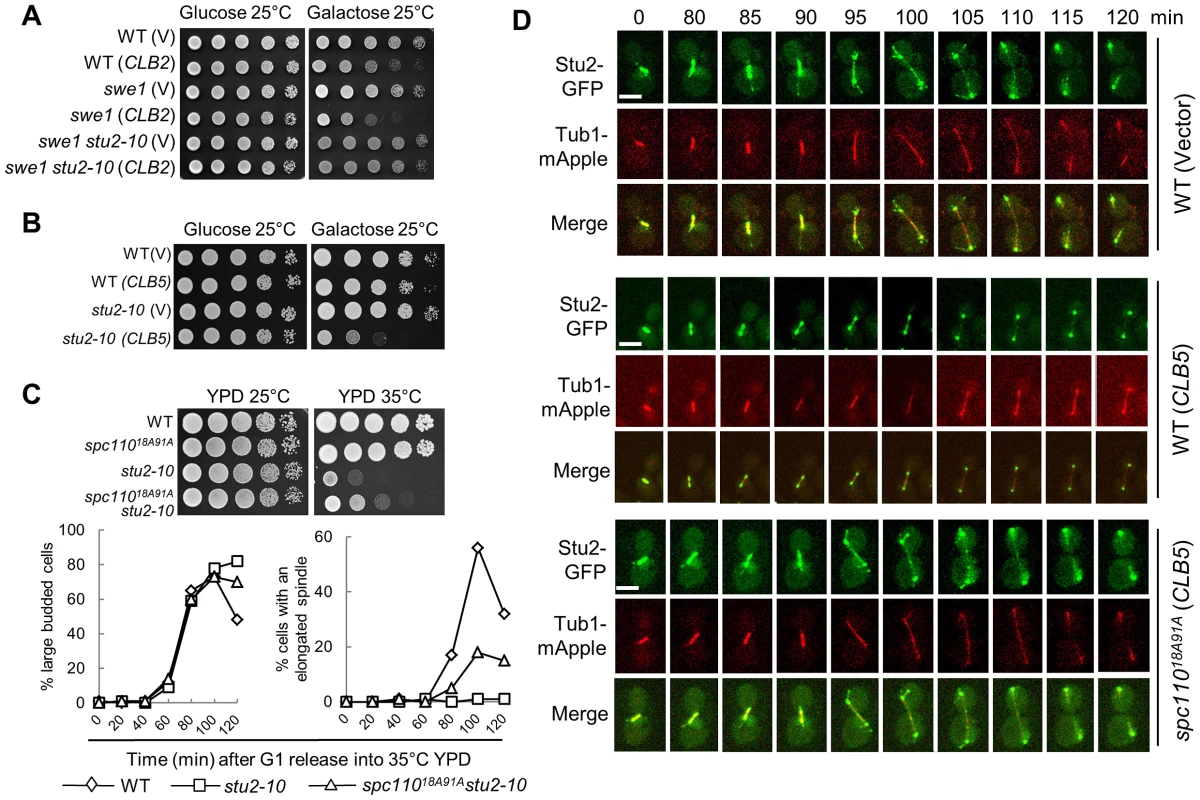 Overexpression of <i>CLB5</i> impairs the localization of Stu2 on spindle and cytoplasmic microtubules.