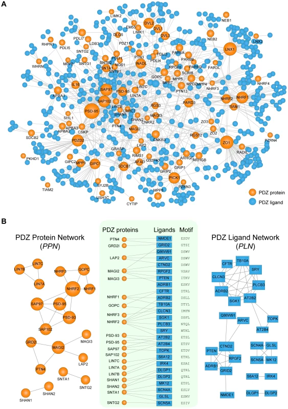 Network analyses of human PDZ protein-ligand interactions.
