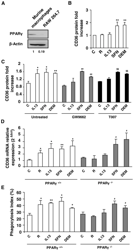 Nrf2 activators promote CD36 expression independently of PPARγ.