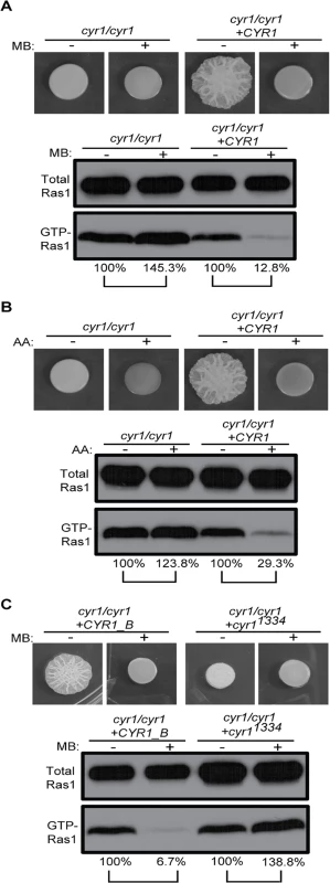 GTP-Ras1 decrease by MB depends on the adenylate cyclase Cyr1.