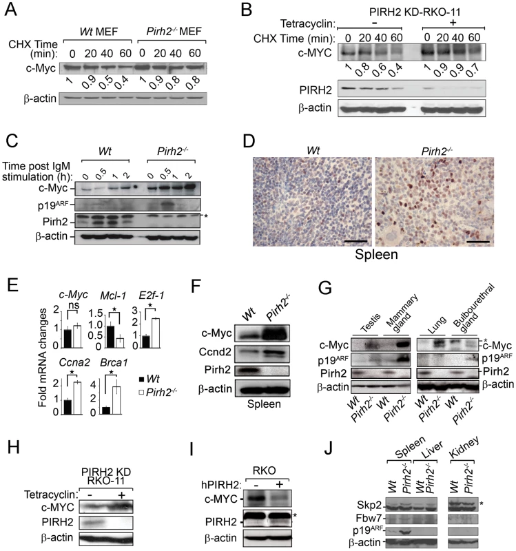 Increased c-Myc Protein Level in <i>Pirh2</i> Mutant Cells and Mice.