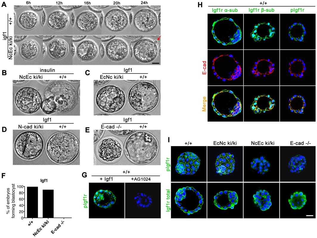 Artificial increase of Igf1 levels during <i>in vitro</i> culture rescues blastocyst formation suggesting Igf1 signaling as the endogenous prosurvival stimulus.